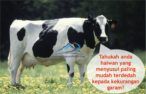 Kambing baka Archives - Pembekal Garam Bukit Himalaya Asli