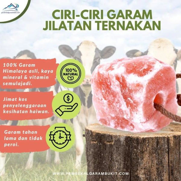 Garam Bukit Jilatan Ternakan - Image 3