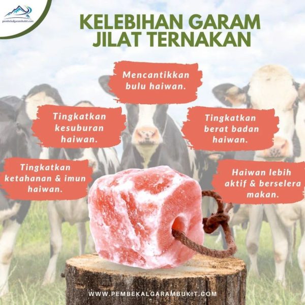 Garam Bukit Jilatan Ternakan - Image 2